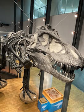 福井県立恐竜博物館に投稿された画像（2025/6/23）