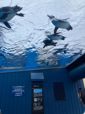 サンシャイン水族館に投稿された画像（2025/6/23）