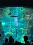 新江ノ島水族館に投稿された画像（2025/6/23）