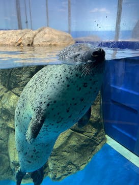 新江ノ島水族館に投稿された画像（2025/6/23）