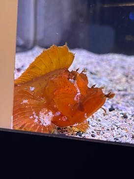 新江ノ島水族館に投稿された画像（2025/6/23）