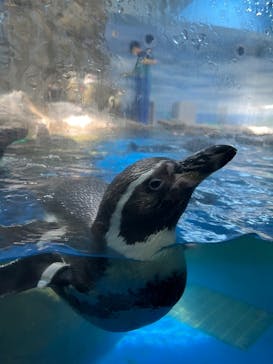新江ノ島水族館に投稿された画像（2025/6/23）