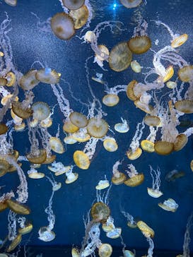 新江ノ島水族館に投稿された画像（2025/6/23）
