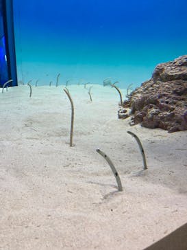 アクアワールド茨城県大洗水族館に投稿された画像（2025/6/23）