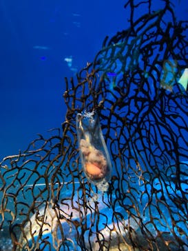 アクアワールド茨城県大洗水族館に投稿された画像（2025/6/23）