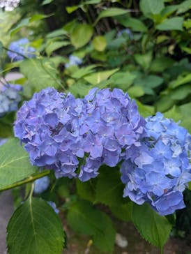 博物館 明治村に投稿された画像（2025/6/23）