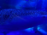 のとじま水族館に投稿された画像（2025/6/23）