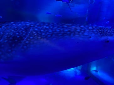 のとじま水族館に投稿された画像（2025/6/23）