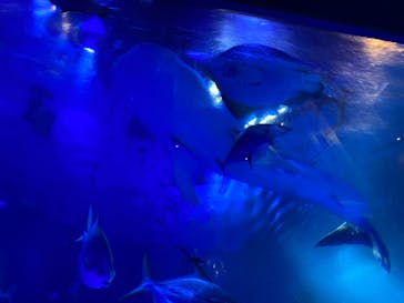 のとじま水族館に投稿された画像（2025/6/23）