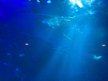 のとじま水族館に投稿された画像（2025/6/23）