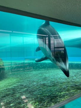 のとじま水族館に投稿された画像（2025/6/23）