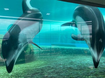 のとじま水族館に投稿された画像（2025/6/23）