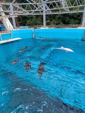 太地町立くじらの博物館に投稿された画像（2025/6/23）
