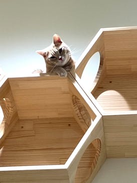 Cat Café MOFF イオンモール浜松志都呂店に投稿された画像（2025/6/23）