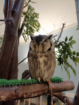 Moff アニマル カフェ イーアス 高尾店に投稿された画像（2025/6/23）