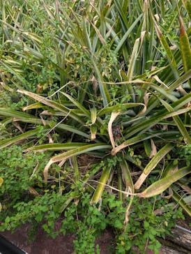 ナゴパイナップルパークに投稿された画像（2025/6/23）