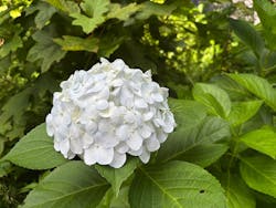 ACAO FORESTに投稿された画像（2025/6/23）