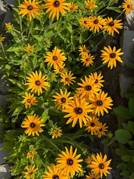 ACAO FORESTに投稿された画像（2025/6/23）