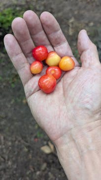 果実の里 原田農園に投稿された画像（2025/6/23）