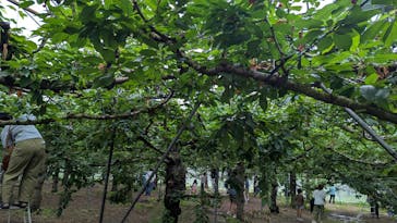 果実の里 原田農園に投稿された画像（2025/6/23）