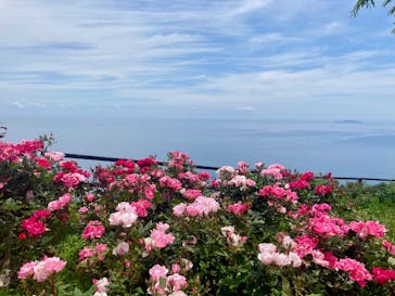 ACAO FORESTに投稿された画像（2025/6/24）