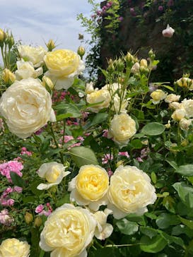 ACAO FORESTに投稿された画像（2025/6/24）