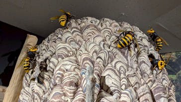 海洋堂ホビーランドに投稿された画像（2025/6/24）