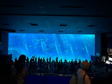 沖縄美ら海水族館に投稿された画像（2025/6/24）