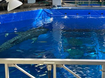 沖縄美ら海水族館に投稿された画像（2025/6/24）