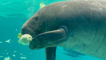 沖縄美ら海水族館に投稿された画像（2025/6/24）