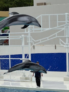 鴨川シーワールドに投稿された画像（2025/6/24）