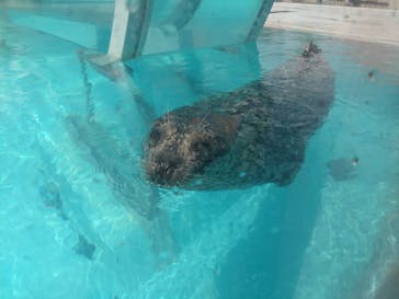 登別マリンパークニクスに投稿された画像（2025/6/24）