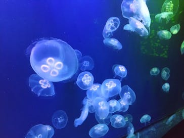 登別マリンパークニクスに投稿された画像（2025/6/24）