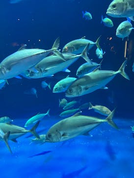 四国水族館に投稿された画像（2025/6/24）