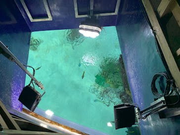 サンシャイン水族館に投稿された画像（2025/6/24）