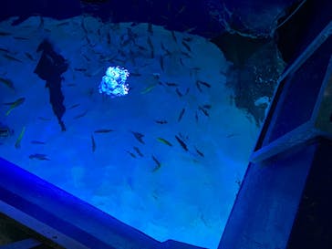 サンシャイン水族館に投稿された画像（2025/6/24）