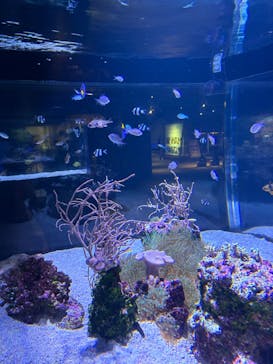 すみだ水族館に投稿された画像（2025/6/24）
