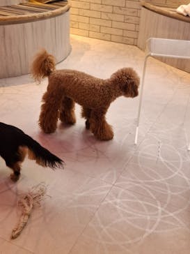 いぬカフェRio 原宿竹下通り店に投稿された画像（2025/6/24）