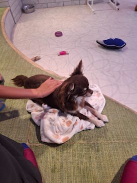 いぬカフェRio 原宿竹下通り店に投稿された画像（2025/6/24）