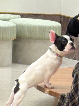 いぬカフェRio イオンモール福岡店に投稿された画像（2025/6/24）