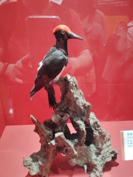 特別展「鳥～ゲノム解析が解き明かす新しい鳥類の系統～」に投稿された画像（2025/6/24）