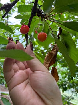 果実の里 原田農園に投稿された画像（2025/6/24）
