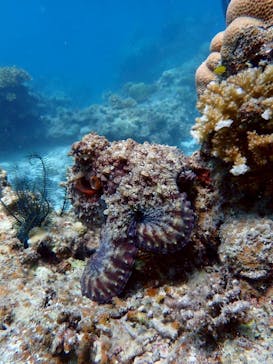 初心者専門店NEOMARINE石垣島に投稿された画像（2025/6/24）