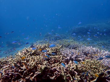 初心者専門店NEOMARINE石垣島に投稿された画像（2025/6/24）