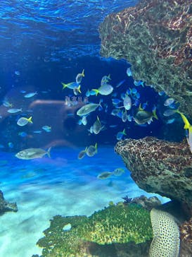 サンシャイン水族館に投稿された画像（2025/6/25）