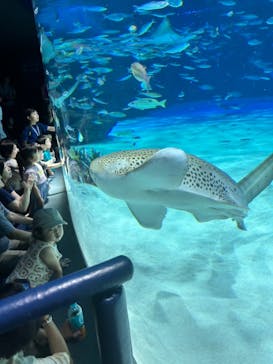 サンシャイン水族館に投稿された画像（2025/6/25）