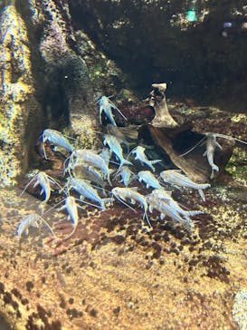 サンシャイン水族館に投稿された画像（2025/6/25）