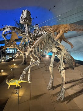 福井県立恐竜博物館に投稿された画像（2025/6/25）