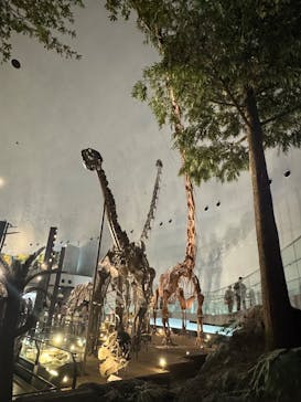 福井県立恐竜博物館に投稿された画像（2025/6/25）