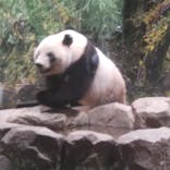 恩賜上野動物園に投稿された画像（2025/6/25）